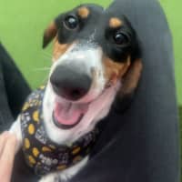 Photo of Badger