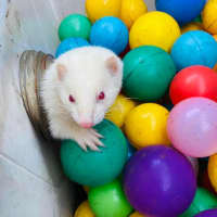 Photo of Fig, Anthea & Danger Mouse