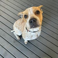 Photo of Bulla   10 Month Old Cattle Dog X Shar Pei