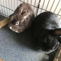 Photo of Cinnabun & Hopscotch