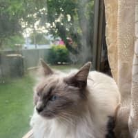 Photo of Mish (Ragdoll)