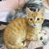 Photo of Caleb 🦁🧡🦁