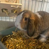 Photo of Paddington