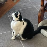 Photo of Snuggles