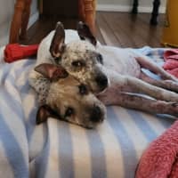 Photo of Jilly   14 Week Old Cattle Dog X (Trial)