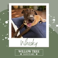 Photo of Whisky