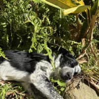 Photo of Patches