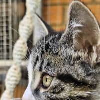 Photo of Basil