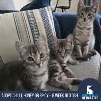 Photo of Chilli, Honey And Spicy (On Trial)