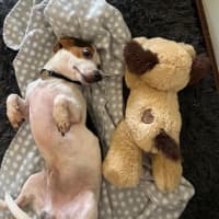 Photo of Moose
