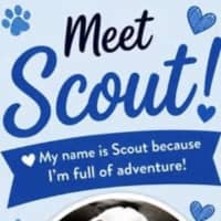 Photo of Scout