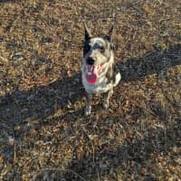 Photo of Pepper