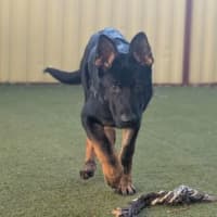 Photo of Arlo