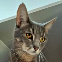 Photo of Smokey (7657)