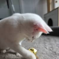 Photo of Pippi