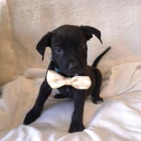 Photo of Grover