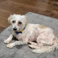 Photo of Milo 🥎14mos, Non Shedding, Terrier X🤩