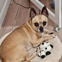 Photo of Fifi