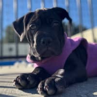 Photo of Margot   9 Week Old Staffy X Boston Terrier