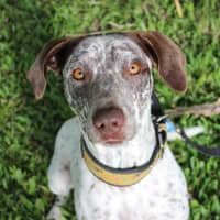 Photo of Pepper