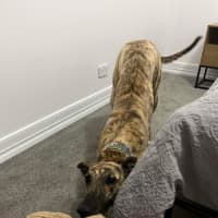 Photo of Alice, The Greyhound