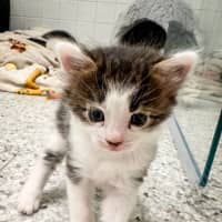Photo of Chococat