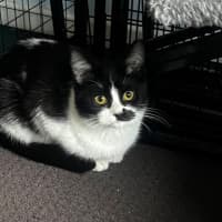 Photo of Jeckle
