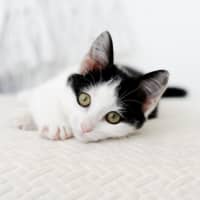 Photo of Juno