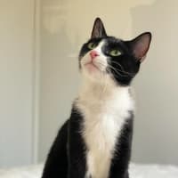 Photo of Pawdrey Hepburn