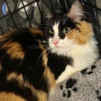 Photo of Roxy
