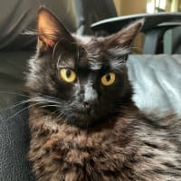 Photo of Bagheera