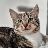Photo of Juniper