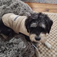 Photo of Rufus