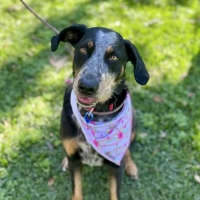 Photo of Luxi *$250 Adoption Fee*