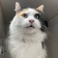 Photo of Angel