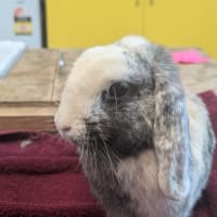 Photo of Coco