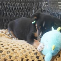 Photo of Tucker