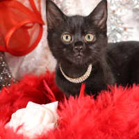 Photo of Nugget