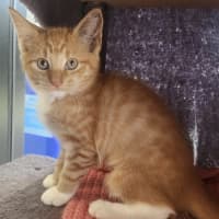 Photo of Cathy Freeman