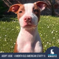 Photo of Josie   4 Month Old American Staffy X