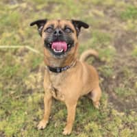 Photo of Otis (67779)