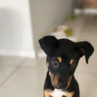 Photo of Pablo   5 Month Old Kelpie X Jack Russell