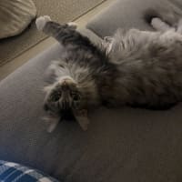Photo of Nova