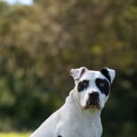 Photo of Stella