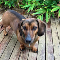 Photo of Frankie Silvanus