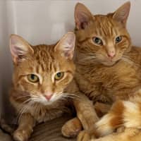 Photo of Cheddar Sta015441 & Cheeto Sta015440
