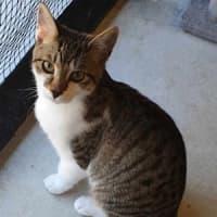 Photo of Teemo