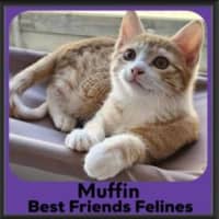 Photo of Muffin