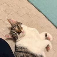Photo of Cookie