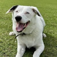 Photo of Malakai   4 Year Old Border Collie X Aus Shepherd